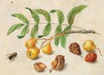 garzoni-pears