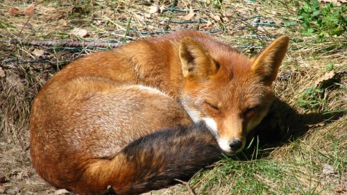 ginger-fox-sleeping-on-the-grass-51251-1920x1080