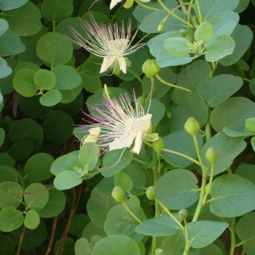 redcarpet-magazine-capperi-copertina